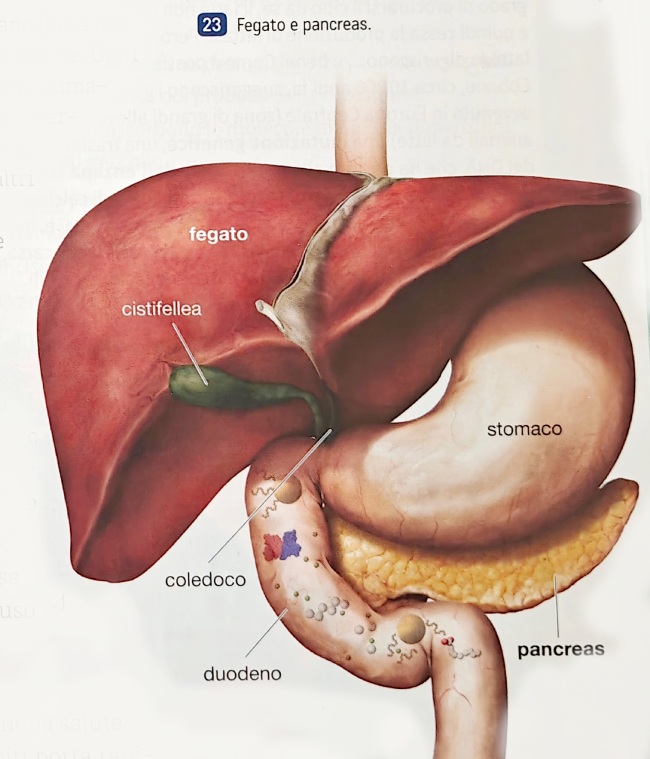 fegato